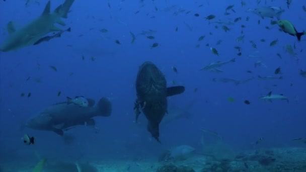 Grijze stier haai en vis onderwater oceaan van Tonga. — Stockvideo