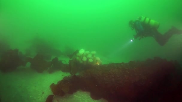 Fourrés sous-marins de varech des algues marines dans la mer d'Okhotsk. — Video