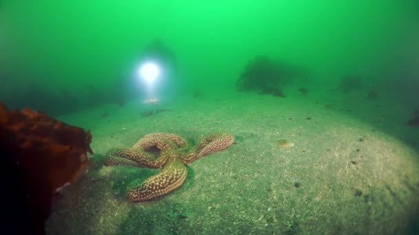 Okhotsk海海藻海带的水下灌丛. — 图库视频影像