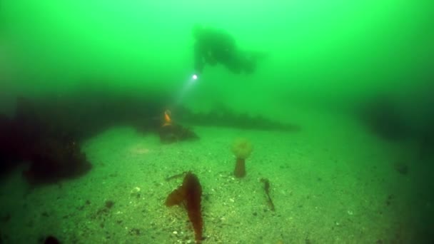 Υποβρύχια thickets από φύκια φύκια στη θάλασσα του Okhotsk. — Αρχείο Βίντεο