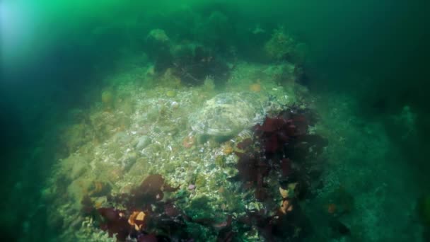 स्पाइनी किंग क्रेब पैरालिथोड्स ओखोटस्क सागर में पानी के नीचे संक्षिप्तता . — स्टॉक वीडियो