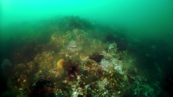 Krab krab krab Paralithodes Brevipess pod wodą w Morzu Okhotsk. — Wideo stockowe