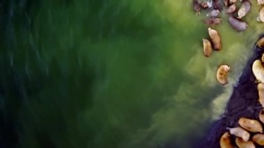 Arktik Okyanusu kıyılarındaki morslar Yeni Dünya 'daki panorama dairesel 360 manzaralı.