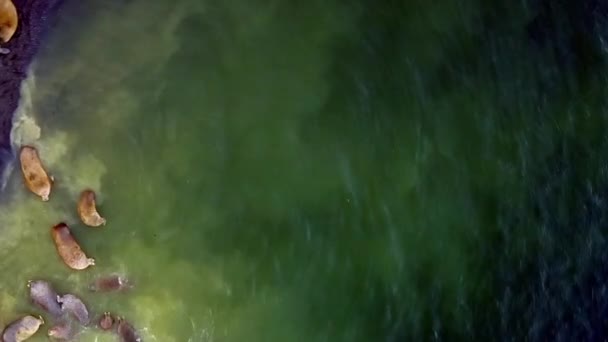 Валруси на узбережжі Північного Льодовитого океану дивляться панораму круглий 360 на Новій Землі.. — стокове відео