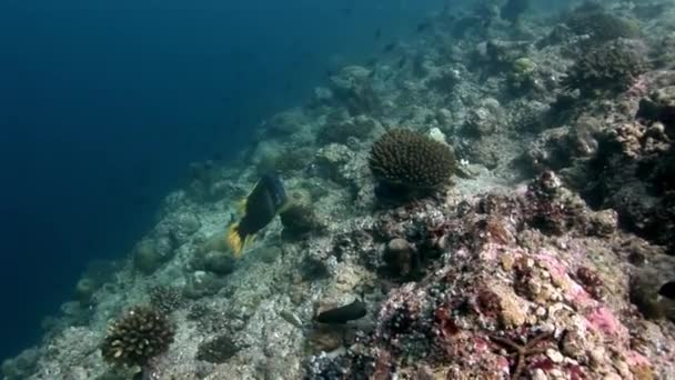 Arrecife de coral bajo el agua increíble fondo marino en Maldivas. — Vídeo de stock