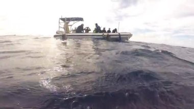 Pasifik Okyanusu 'nda balina balinasının yanında dalgıçlar var..