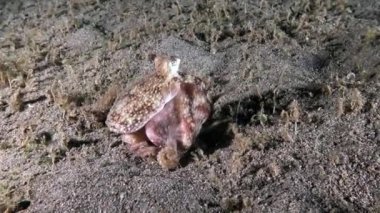 Hindistancevizi Ahtapot Damarlı Ahtapot boş teneke kutuda saklanıyor Lembeh Boğazı Endonezya