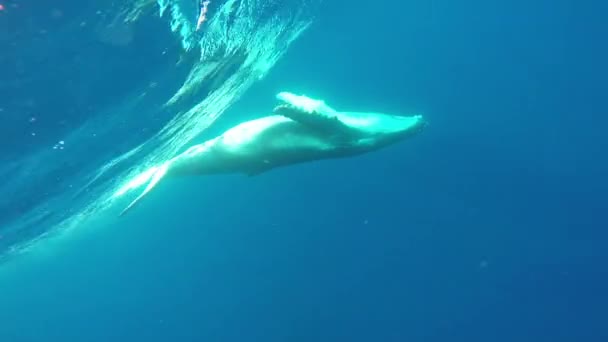 Close-up de baleia jubarte de bezerro com mãe subaquática no Oceano Índico. — Vídeo de Stock