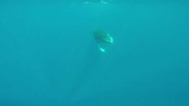 Close-up of calf humpback whale with mother underwater in Indian Ocean. — Stock Video