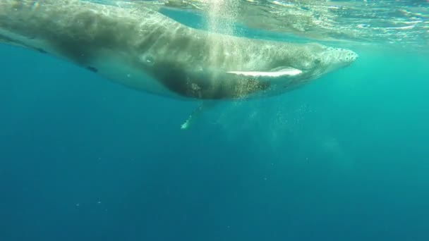 Close-up de baleia jubarte de bezerro com mãe subaquática no Oceano Índico. — Vídeo de Stock