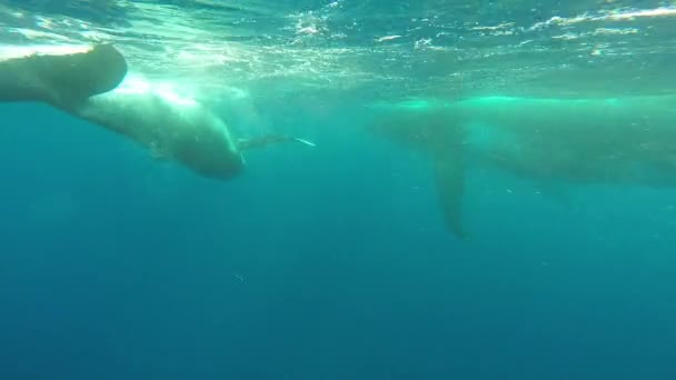 Newborn humpback whale cub swims next to mom underwater in Pacific Ocean. — Stock Video