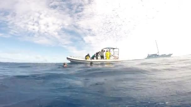Potápěči poblíž lýtek hrbatý velryba pod vodou v Tichém oceánu. — Stock video