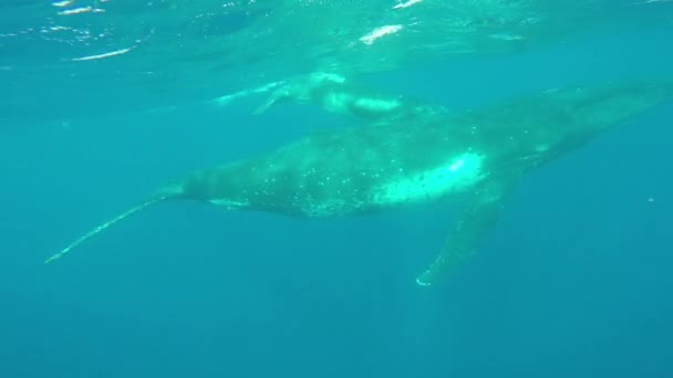 Новорожденный горбатый кит плавает рядом с мамой под водой в Тихом океане. — стоковое видео