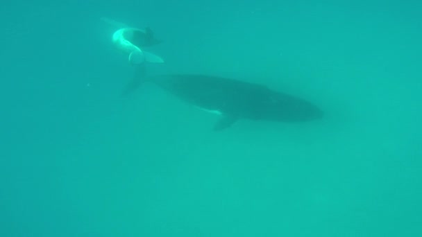 Close-up van kalf bultrug walvis met moeder onder water in de Indische Oceaan. — Stockvideo