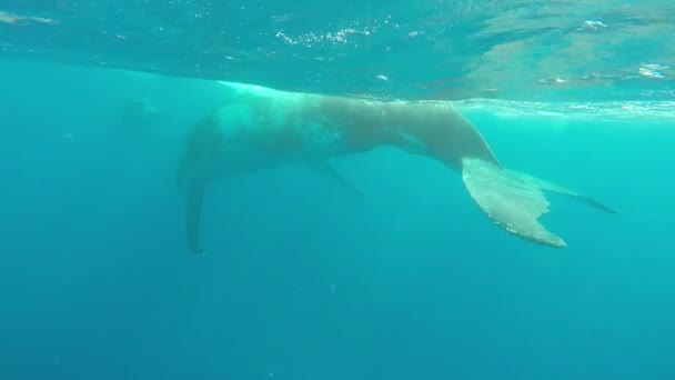 Close-up van kalf bultrug walvis met moeder onder water in de Indische Oceaan. — Stockvideo