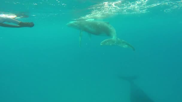 Duikers bij kalf bultrug walvis onder water in de Stille Oceaan. — Stockvideo