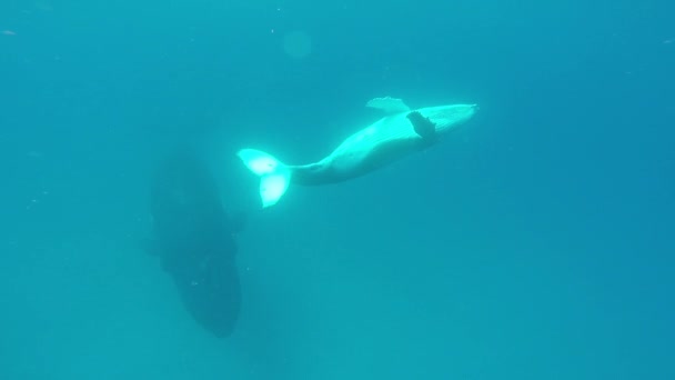 Cachorro de ballena jorobada recién nacido nada junto a la madre bajo el agua en el Océano Pacífico. — Vídeo de stock