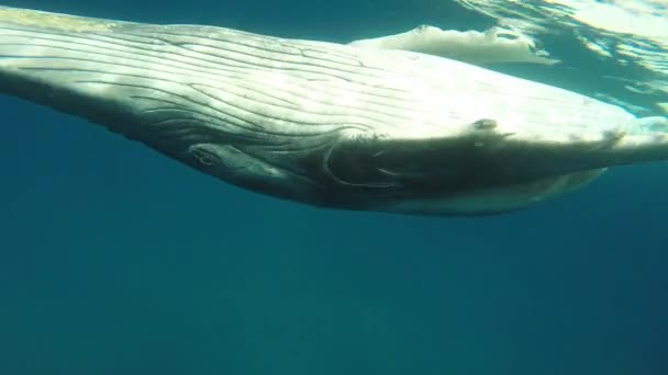 Close-up of calf humpback whale with mother underwater in Indian Ocean. — Stock Video