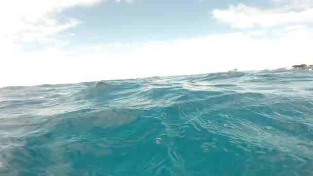 Divers near calf humpback whale underwater in Pacific Ocean. — Stock Video