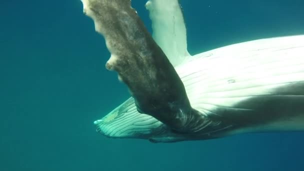 Close-up van kalf bultrug walvis met moeder onder water in de Indische Oceaan. — Stockvideo