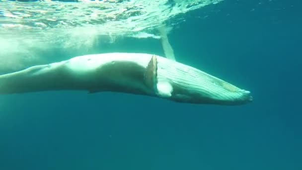 갓 태어난 혹등고래 새끼는 태평양의 어미 옆에서 헤엄을 친다. — 비디오