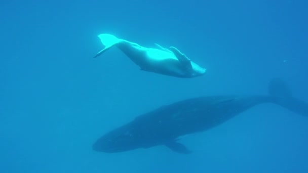 Noworodek humbak wieloryb pływa obok matki pod wodą w Oceanie Spokojnym. — Wideo stockowe
