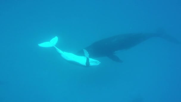 Newborn humpback whale kid swims next to mother underwater in Pacific Ocean. — Stock Video