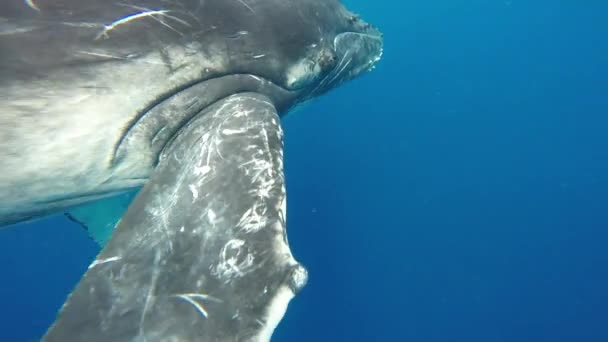 Primer plano de ballena jorobada ternera con madre bajo el agua en el Océano Índico. — Vídeo de stock