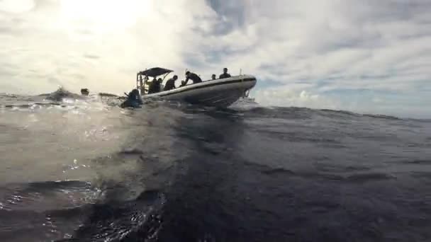 Duikers bij kalf bultrug walvis onder water in de Stille Oceaan. — Stockvideo