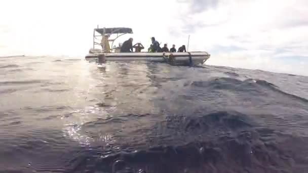 Водолази поблизу горбатого кита в Тихому океані.. — стокове відео