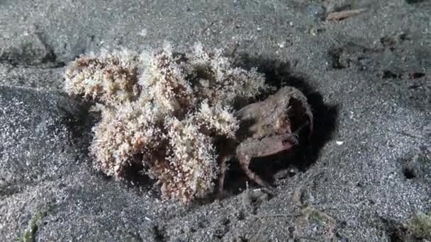 Кокосовый осьминог прячется в пустой жестяной банке в проливе Лембе Индонезия — стоковое видео