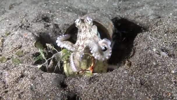 Polvo Polvo Polvo Polvo escondido em lata vazia Lembeh Estreito Indonésia — Vídeo de Stock