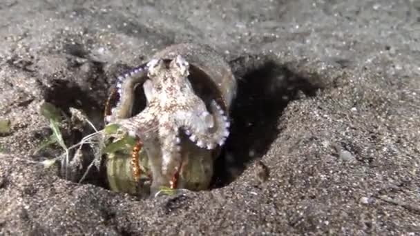 Gurita Kelapa Veined Octopus bersembunyi di dalam kaleng kosong dapat Lembeh Strait Indonesia — Stok Video