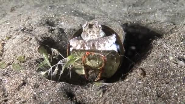 Kókusz Octopus Veined Octopus bujkál üres ón doboz Lembeh szoros Indonézia — Stock videók