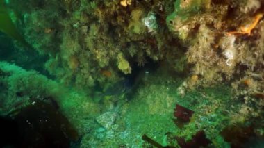 Okhotsk Denizi 'ndeki su altı yosunları..