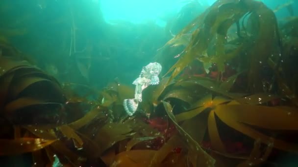 Okhotsk Denizi 'ndeki su altı yosunları.. — Stok video