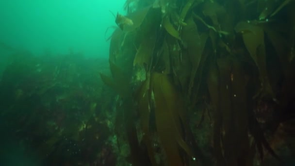 Arroz submarino de algas marinas en el Mar de Okhotsk. — Vídeos de Stock