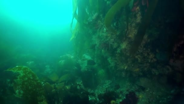 Underwater thickets of seaweed kelp in Sea of Okhotsk. — Stock Video