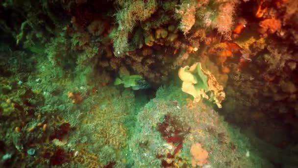 오호츠크 바다에 있는 해초 켈프의해 저 덤불. — 비디오