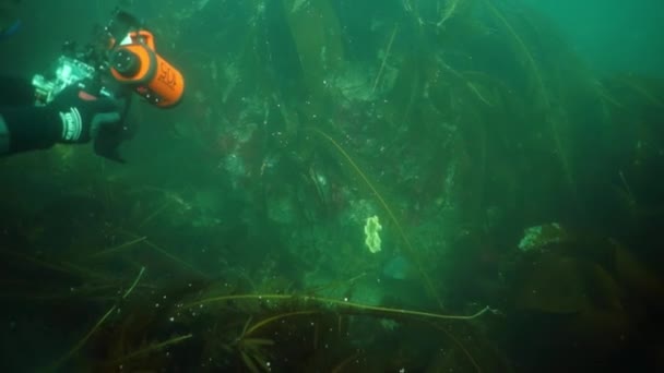 Bilhetes subaquáticos de algas marinhas no Mar de Okhotsk. — Vídeo de Stock