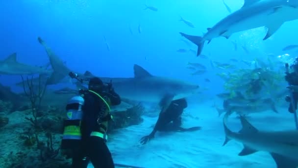 Emberek cápafalkával a Bahama-szigetek víz alatti élővilágában. — Stock videók