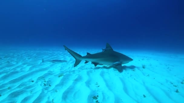 Tigershark en las Bahamas. Rodeado de muchos otros tiburones de arrecife Agua azul clara. — Vídeo de stock