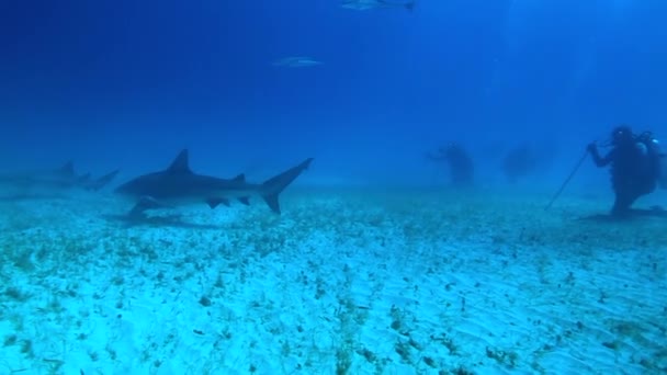 Tigershark aux Bahams. Entouré de nombreux autres requins de récif Eau bleue claire. — Video