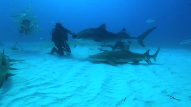 Tygrysi rekin na Bahamach. Souround z wielu innych rekinów rafowych Przejrzysta niebieska woda. — Wideo stockowe