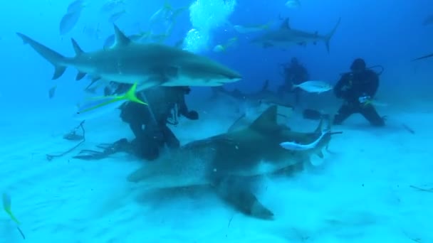 Tigershark en las Bahamas. Rodeado de muchos otros tiburones de arrecife Agua azul clara. — Vídeo de stock