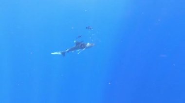 Plastik bir balıkçı ağıyla yaralanmış bir köpekbalığı okyanus diplerinde yüzer..