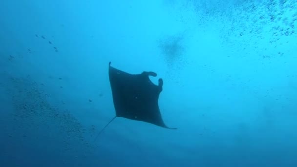 Gigantesco pez Manta Ray negro oceánico flotando sobre un fondo de agua azul — Vídeos de Stock