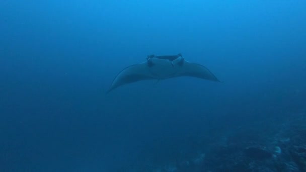 Γιγάντιο μαύρο Oceanic Manta Ray ψάρι που επιπλέει σε φόντο γαλάζιου νερού — Αρχείο Βίντεο