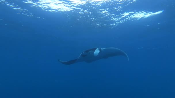 Gigantesco nero Oceanic Manta Ray pesce galleggiante su uno sfondo di acqua blu — Video Stock