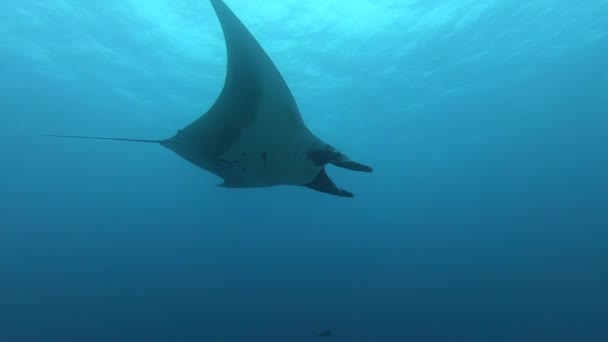 Gigantesque poisson océanique noir Manta Ray flottant sur un fond d'eau bleue — Video
